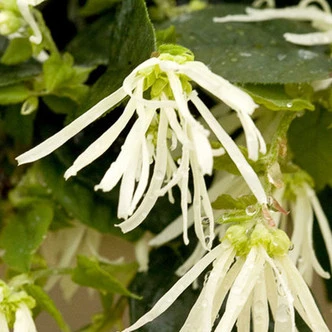 Chimonanthus nitens (EVERGREEN WINTERSWEET)