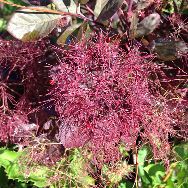 Cotinus coggygria 'Royal Purple' (PURPLE SMOKE BUSH)