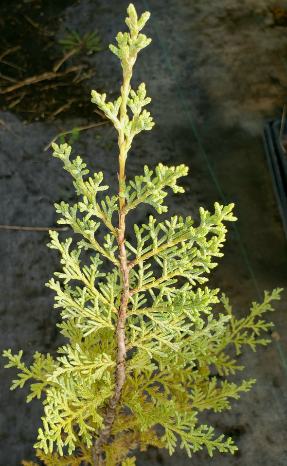 CUYAMACA CYPRESS (Cupressus arizonica var.stephensonii)