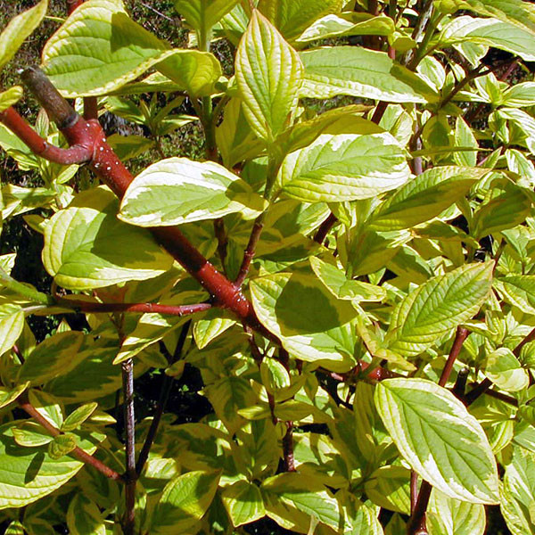 GOLD-VARIEGATED RED-TWIG (Cornus sericea)  "Hedgerows Gold"