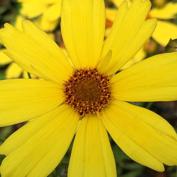 Coreopsis citrine 'COMPACT COREOPSIS' (Citrine)