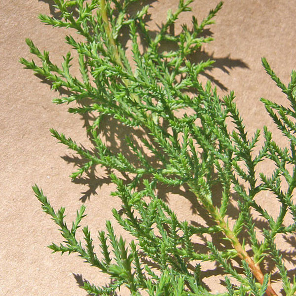 BHUTAN CYPRESS Cupressus torulosa