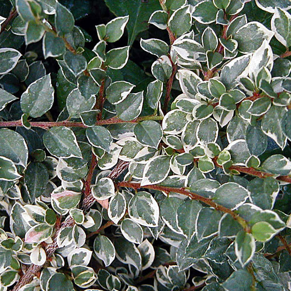 VARIEGATED ROCKSPRAY Cotoneaster horizontalis (Variegatus)