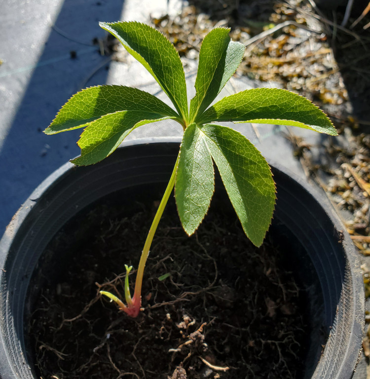 HELLEBORE Helleborus Honeymoon "Irish Luck"