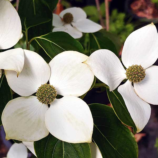 Cornus kousa 'Snowy Peak' (FLOWERING DOGWOOD)