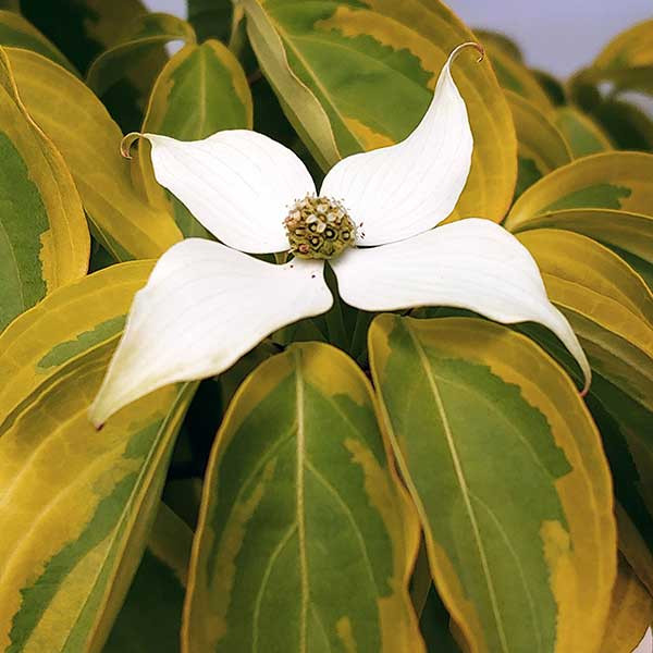 GOLD VARIEGATED CHINESE DOGWOOD Cornus kousa (Summer Gold)