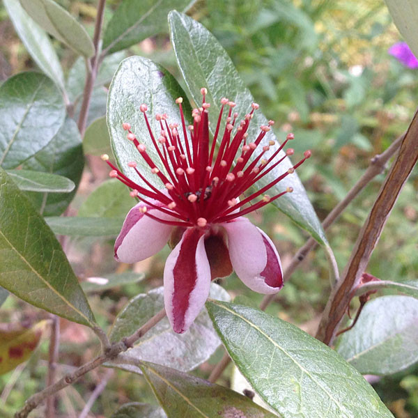 Feijoa sellowiana (PINEAPPLE GUAVA)