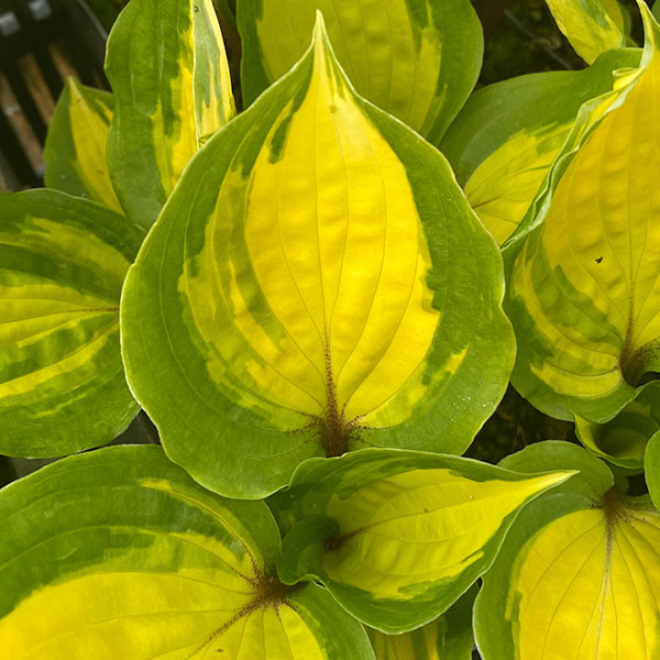 HOSTA "Island Breeze"
