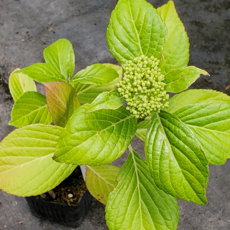 Hydrangea macrophylla 'Izu no hana' (LACECAP HYDRANGEA)