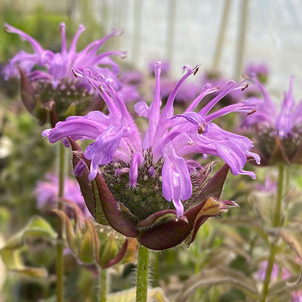 Monarda 'Sugar Buzz® Blue Moon' (BEE BALM)
