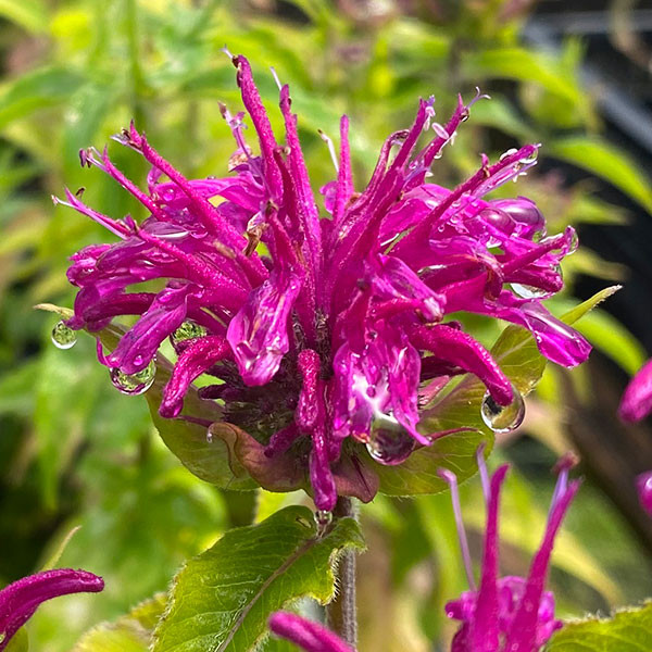 Monarda 'Sugar Buzz® Grape Gumball' (BEE BALM)