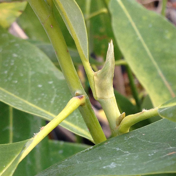 Magnolia virginiana (SWEETBAY MAGNOLIA)