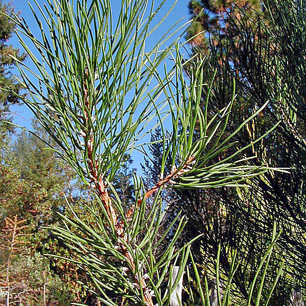 CLUSTER PINE Pinus pinaster