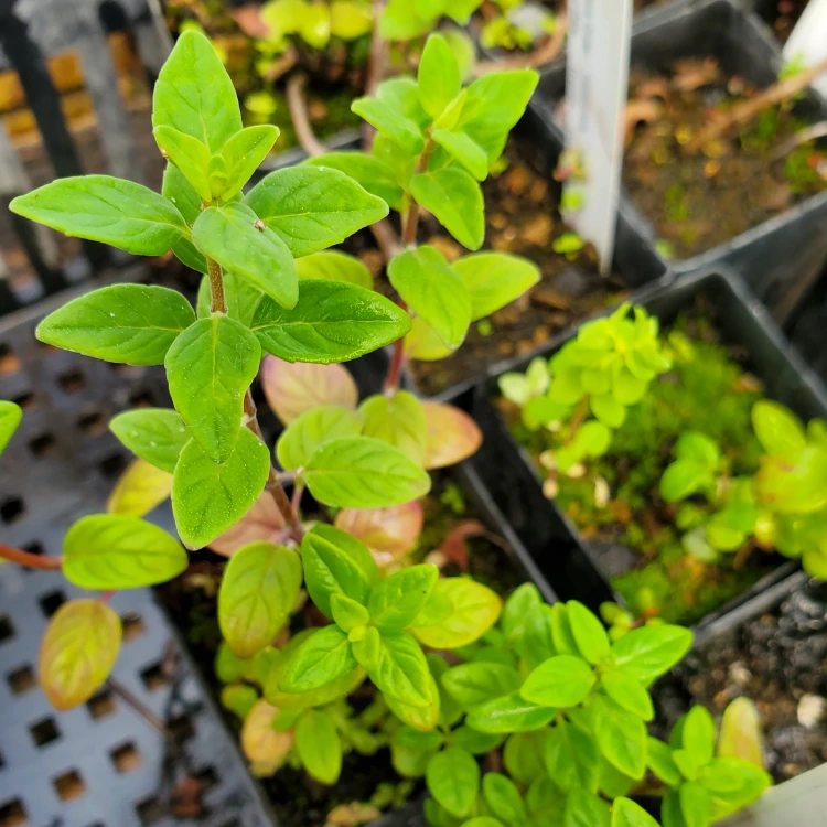 Monardella villosa 'Russian River' (COYOTE MINT)