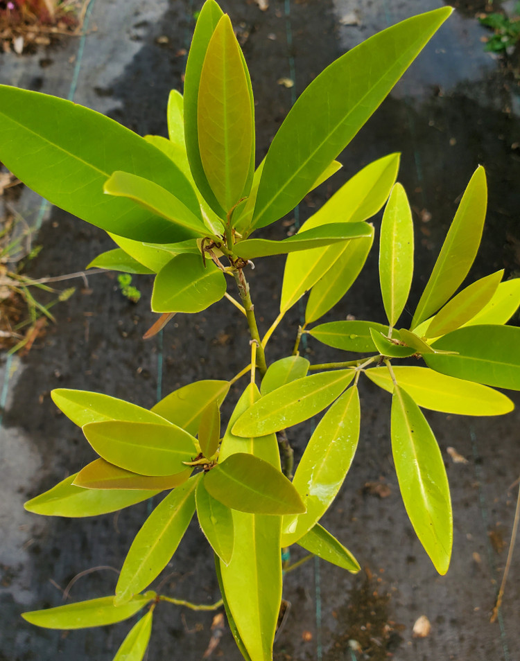 SWEETBAY MAGNOLIA Magnolia virginiana (Silver Mist)