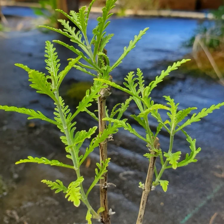 Perovskia atriplicifolia 'Blue Jean Baby' (COMPACT RUSSIAN SAGE)
