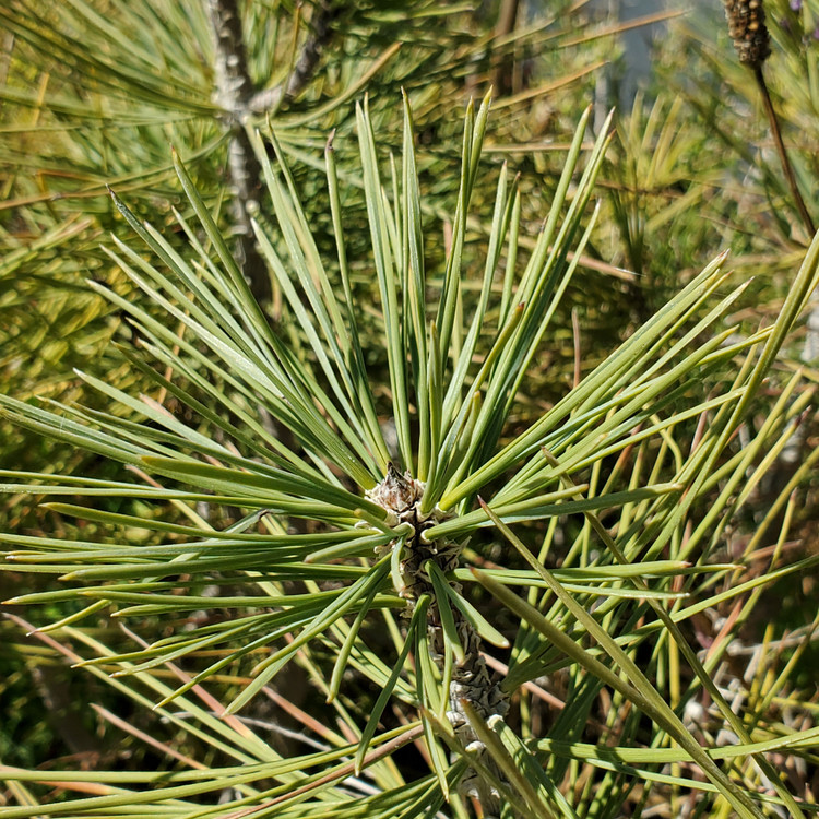 Pinus jeffreyi (JEFFREY PINE)