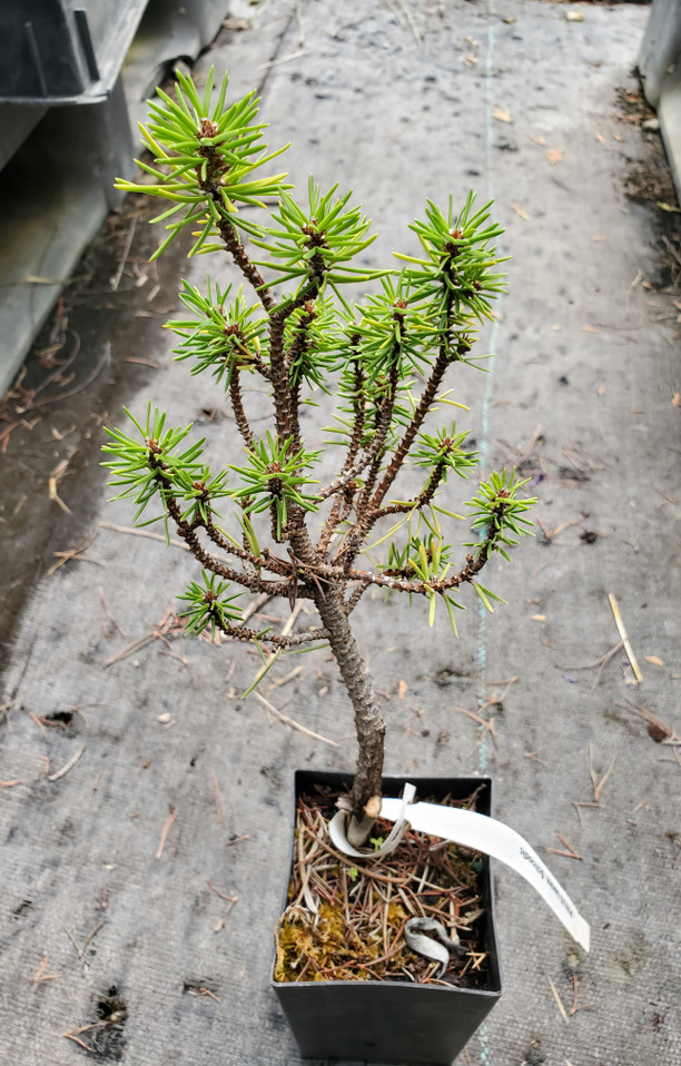 JACK PINE Pinus banksiana (Schoodic)