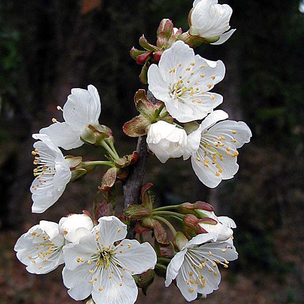 Prunus avium 'Lapins' (SWEET CHERRY)