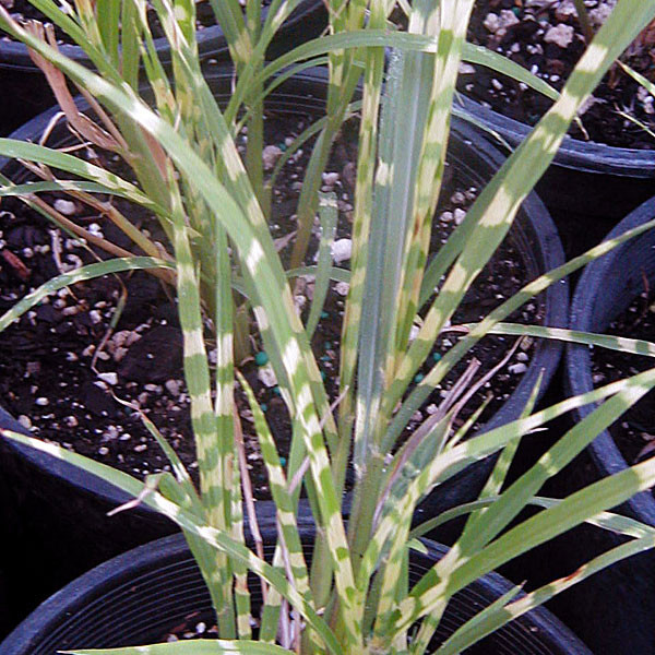 VARIEGATED MAIDEN GRASS Miscanthus sinensis (Gold Bar)