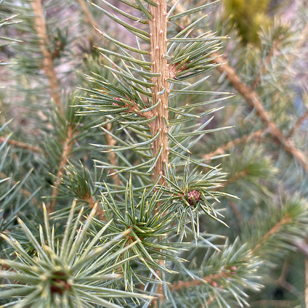 Picea sitchensis (SITKA SPRUCE)