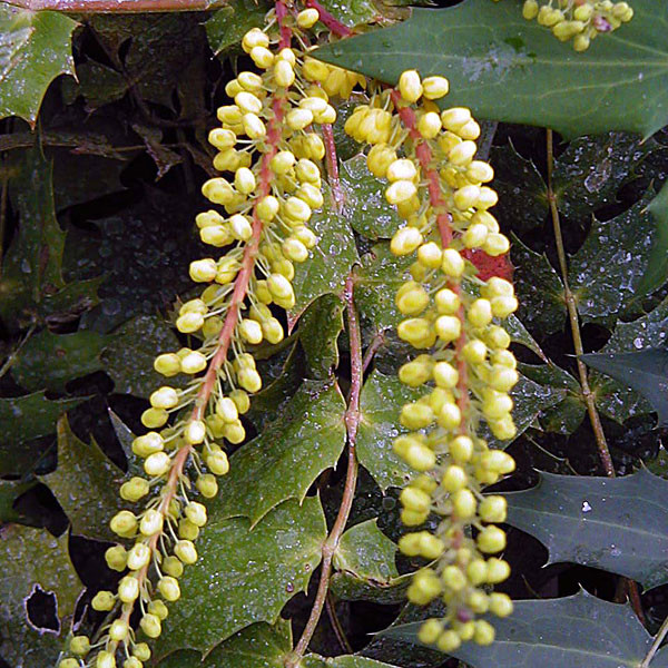 MAHONIA Mahonia media (Charity)
