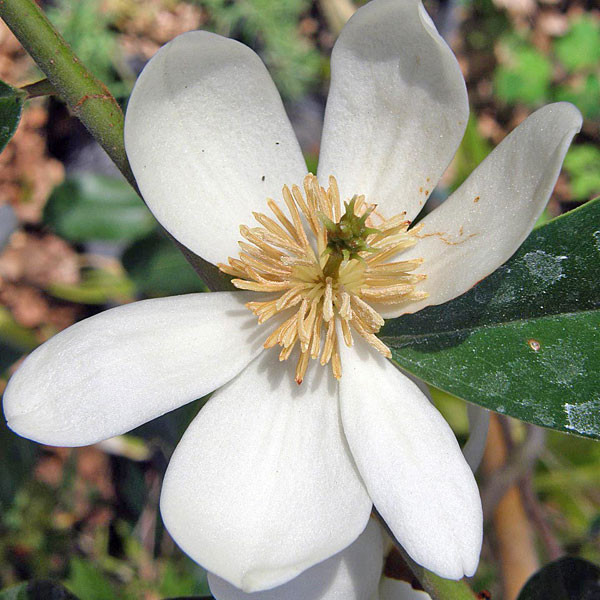 BANANA SHRUB Magnolia dianica/yunnanen. (Michelia y.)