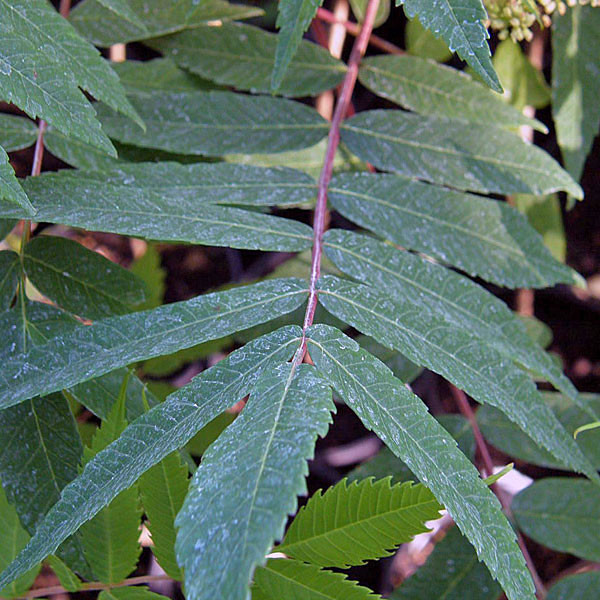Rhus glabra (SMOOTH SUMAC)