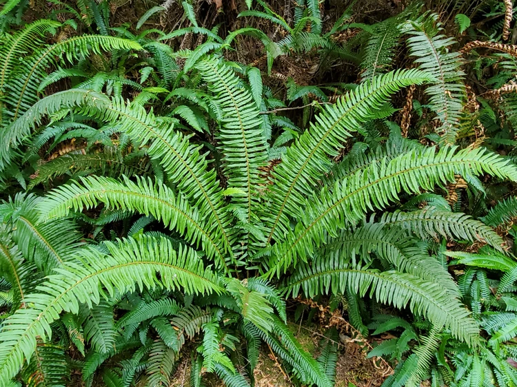 Polystichum munitum (WESTERN SWORD FERN)