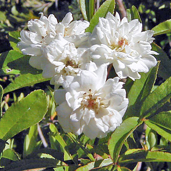 WHITE LADY BANKS ROSE (Rosa banksiae)  'Alba Plena'
