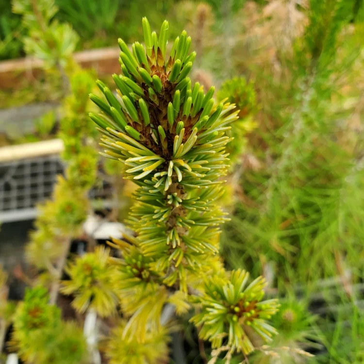 Pinus parviflora 'Cleary' (BLUE JAPANESE WHITE PINE)