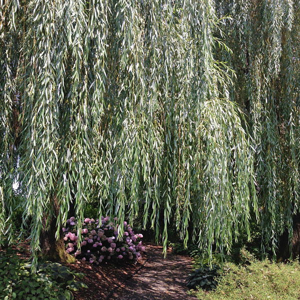 WEEPING WILLOW Salix babylonica