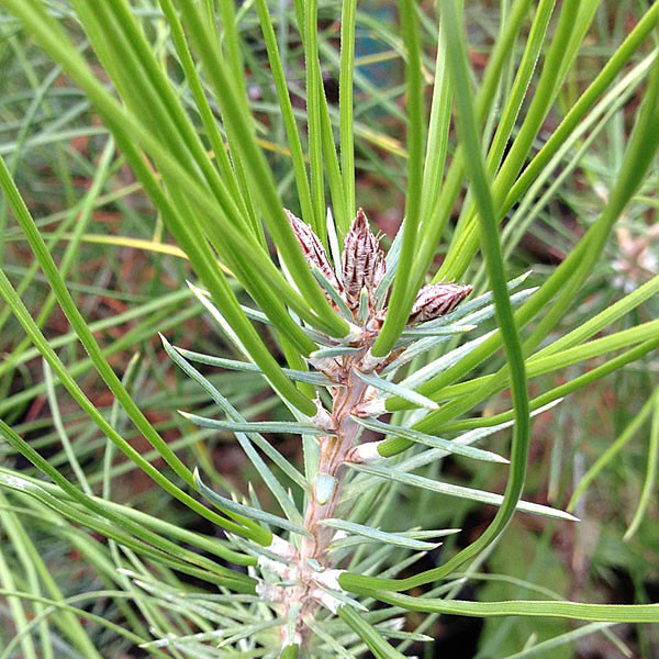 Pinus brutia 'eldarica' (AFGHAN PINE)