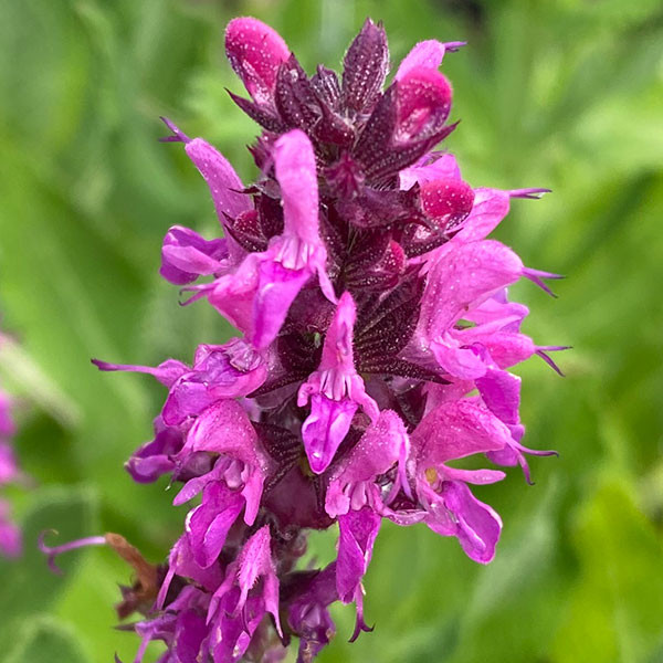 GARDEN SAGE Salvia (Bumbleberry)