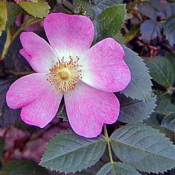 SWEET BRIAR ROSE (Rosa eglanteria)
