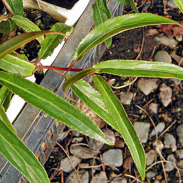 WILLOW-LEAF STACHYURUS  Stachyurus salicifolius