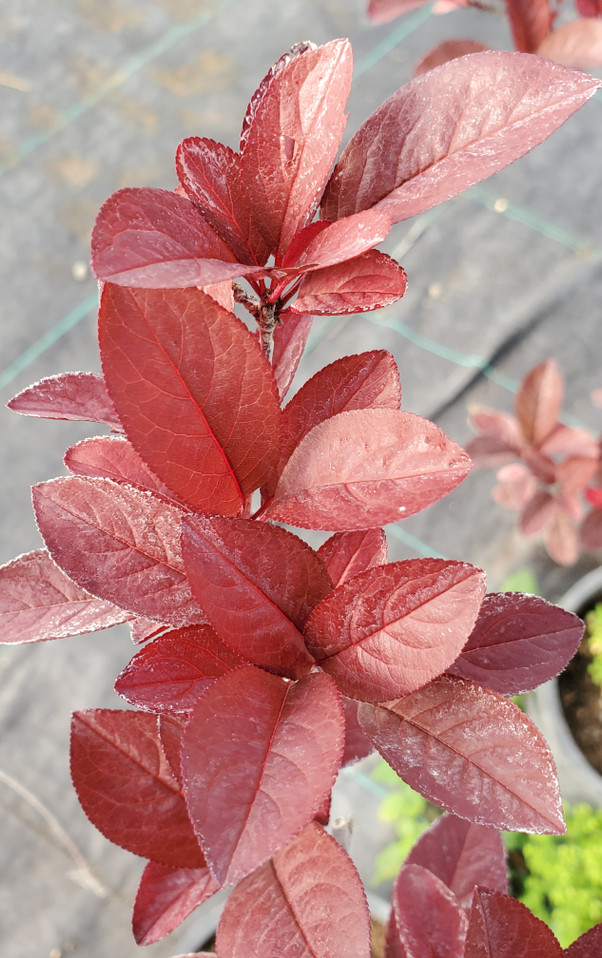 HARDY FLOWERING PLUM (Prunus cerasifera) "Mt St Helens"