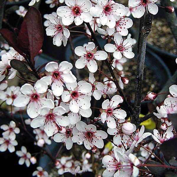 PURPLE-LEAF SAND CHERRY  Prunus cistena