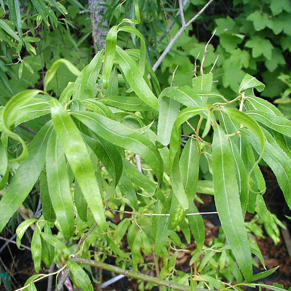 GOLDEN CORKSCREW WILLOW Salix matsudana (Golden Curls)