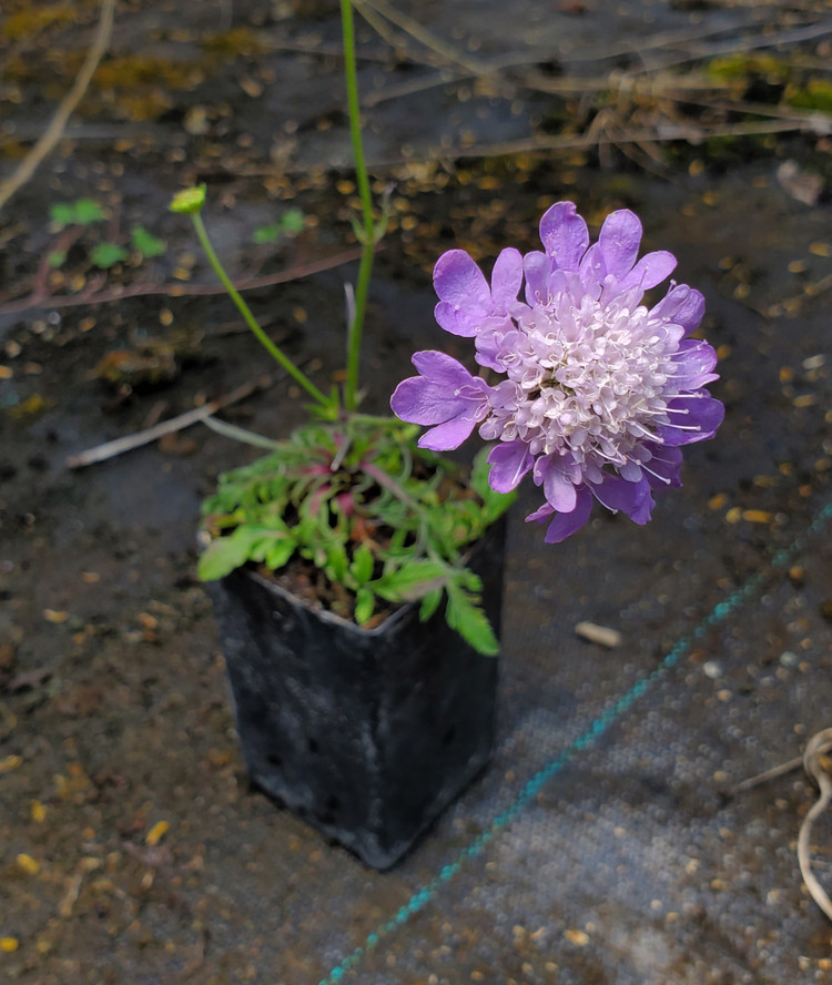 Scabiosa columbaria Nova 'Dew Drops' (PINCUSHION)