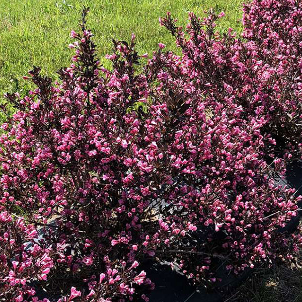 CARDINAL SHRUB (Weigela florida)   "Very Fine Wine"