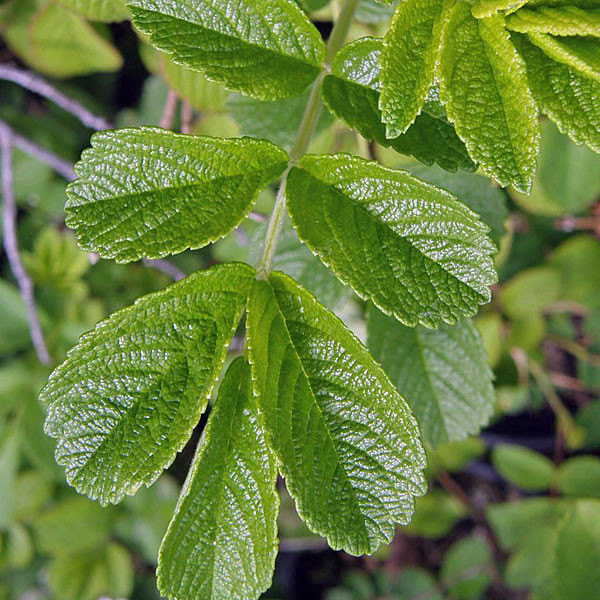 TOMATO ROSE (Rosa rugosa)