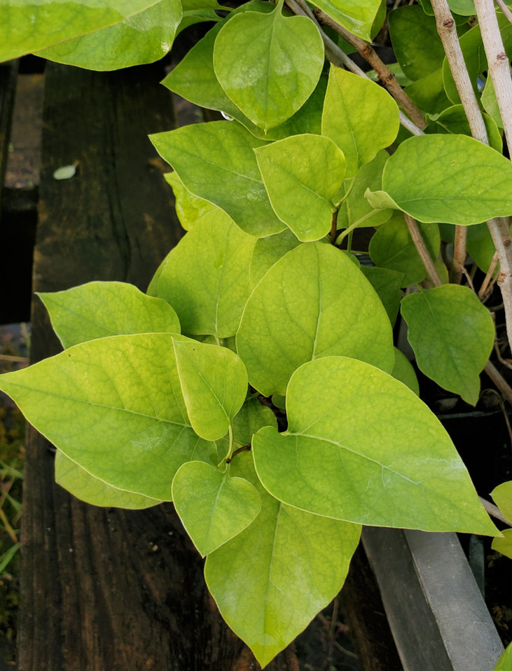 Syringa vulgaris 'Katherine Havemeyer' (LILAC)