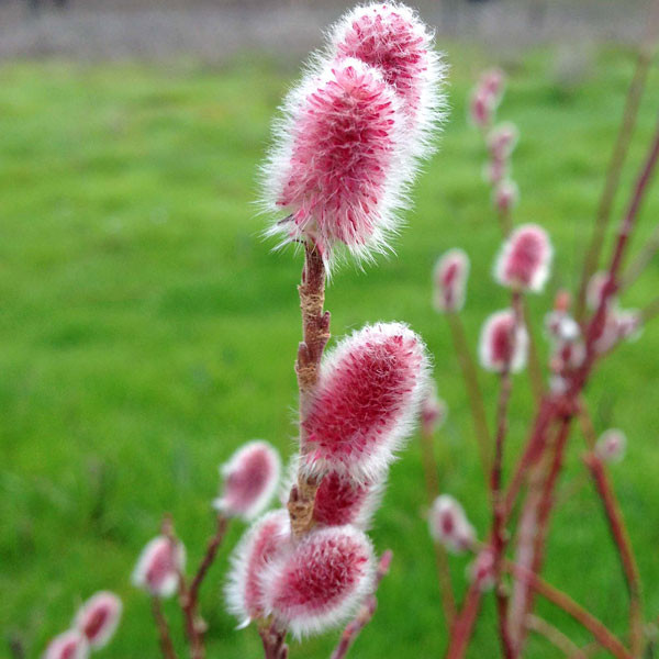 RED-FLOWERED PUSSY WILLOW (Salix gracilistyla) "Mt. Asama"