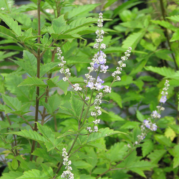 CUT-LEAF CHASTETREE (Vitex negundo) "Heterophylla"