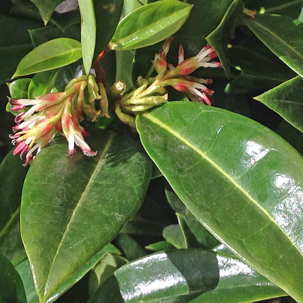 SWEETBOX (Sarcococca)  "Fragrant Mountain"
