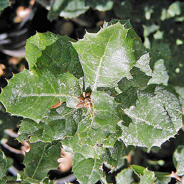 Quercus wislizenii (SIERRA LIVE OAK)