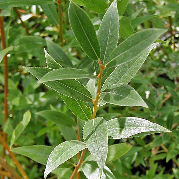 RED-BARKED WILLOW (Salix alba) "Chermesina"