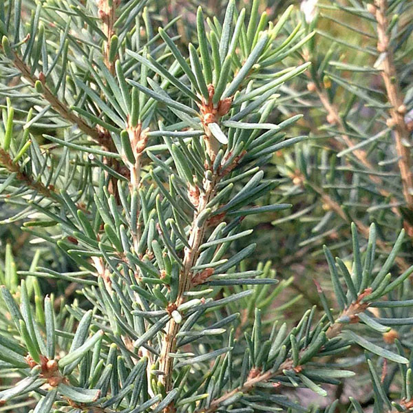 MOUNTAIN HEMLOCK (Tsuga mertensiana)
