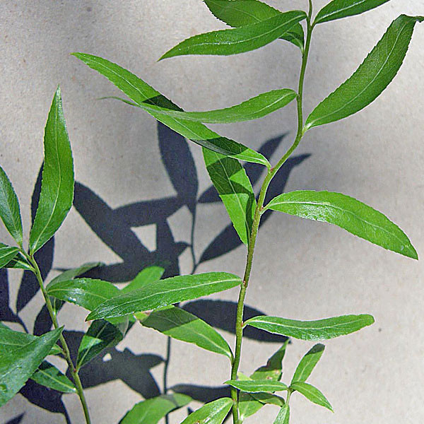 CONTORTED WHITE WILLOW (Salix)  "Snake"